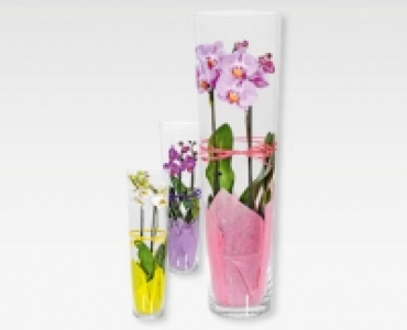 GARDENLINE® Phalaenopsis Marylin