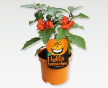 Halloweenchen