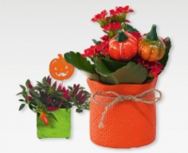 GARDENLINE® Halloween-/Herbstarrangement