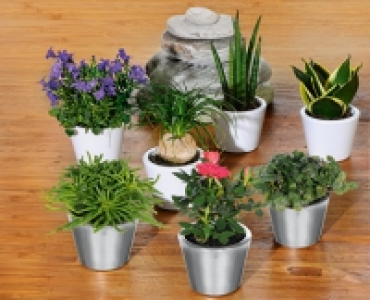 GARDENLINE® Minipflanze in Keramik CHF 3.99
