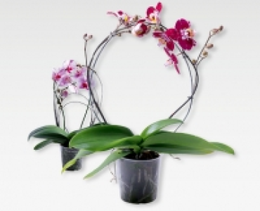 Phalaenopsis am Bogen/Rainbow CHF 12.99