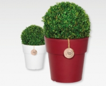 Buchskugel CHF 12.99