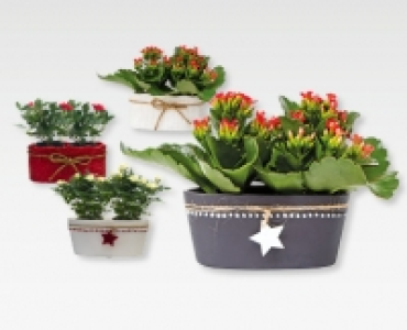 Rosen/Kalandiva Arrangement