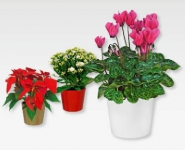 Weihnachtlicher-Bluhmix