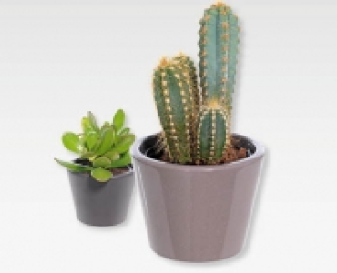 Kakteen- und Sukkulenten-Mix