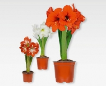 Amaryllis CHF 2.99