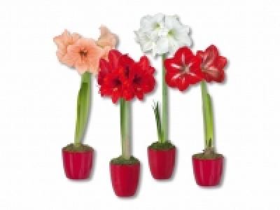 Amaryllis in roter Keramik CHF 4.99