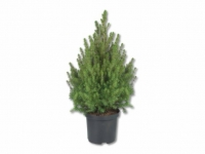 Zuckerhutfichte CHF 9.99