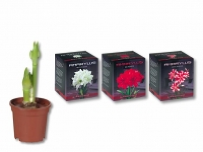 Amaryllis-Zwiebel im Faltkarton CHF 5.99