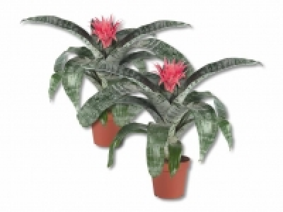 Bromelien