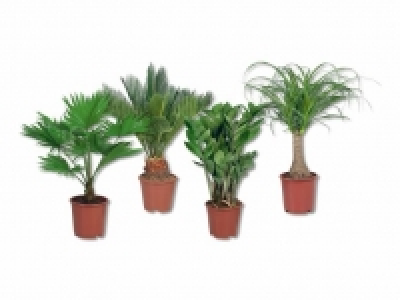 Exklusiver Palmenmix CHF 7.99