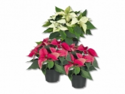 Weihnachtsstern CHF 2.99