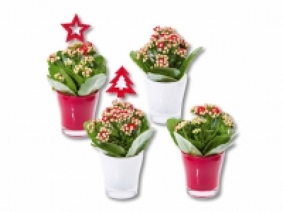 Kalanchoe im Glas CHF 2.49
