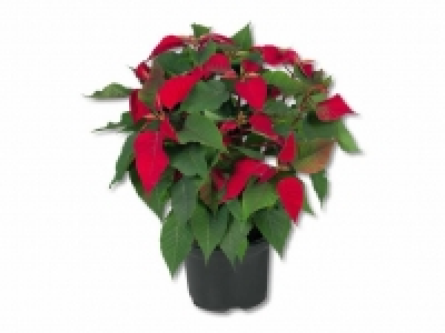 Weihnachtsstern-Busch CHF 5.99
