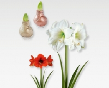 Wachs-Amaryllis
