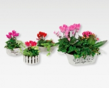 Pflanzenarrangement