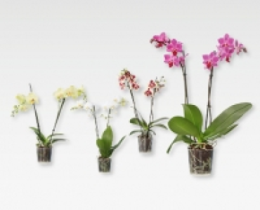 Phalaenopsis CHF 6.39