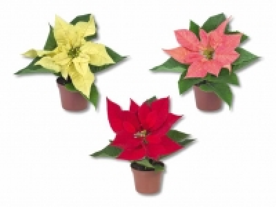Weihnachtsstern «Mini» CHF 1.49