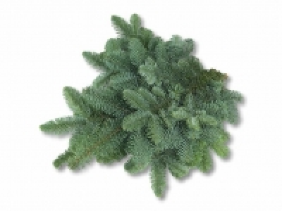 Tannenzweige der Nobilistanne CHF 1.99