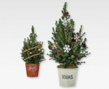 Weihnachtsbäumchen CHF 9.99
