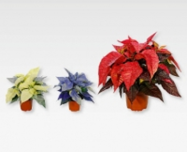 Weihnachtsstern CHF 3.99