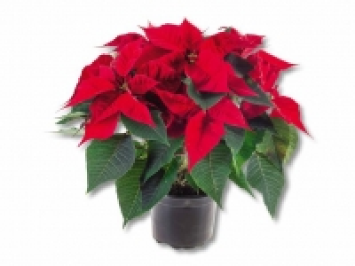 Weihnachtsstern-Busch CHF 5.99