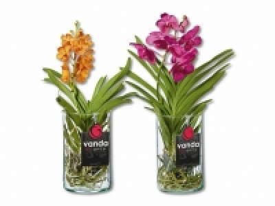 Orchideen Vanda CHF 23.99