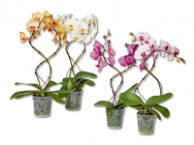 Phalaenopsis Tornado-Mix