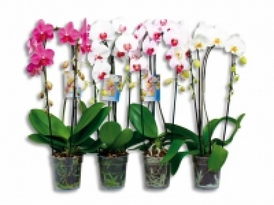 Phalaenopsis Cascade CHF 12.99