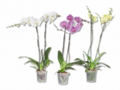 Phalaenopsis XXL CHF 14.99