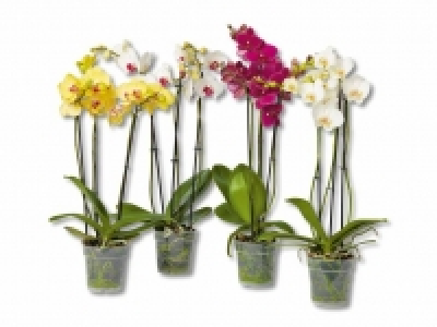 Phalaenopsis 3-Trieber