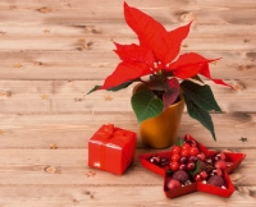 GARDENLINE® Weihnachtsstern Mini