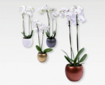 Phalaenopsis CHF 12.99