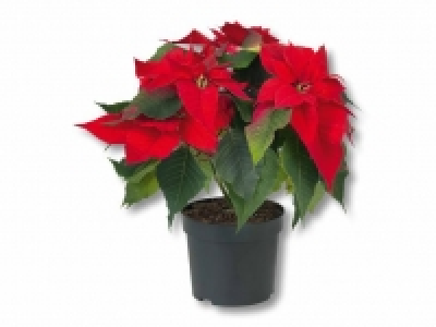 Weihnachtsstern Mehrtrieber CHF 2.49