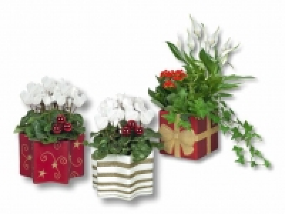 Blühpflanzen in Weihnachtskeramik
