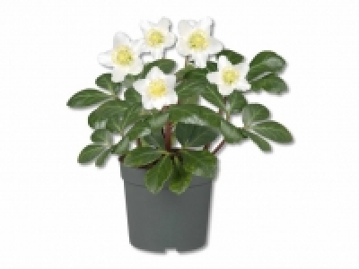 Christrose (Helleborus Niger) CHF 3.49
