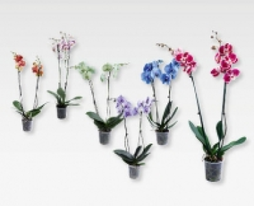Exklusive Phalaenopsis