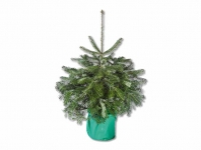Nordmanntanne CHF 24.90