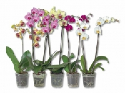 Phalaenopsis 2 Stieler CHF 7.99