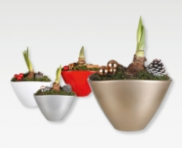 Weihnachtsamaryllis CHF 7.99