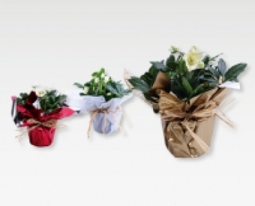 Christrose CHF 4.99
