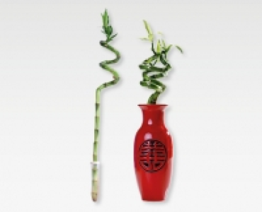 Glucksbambus Spirale