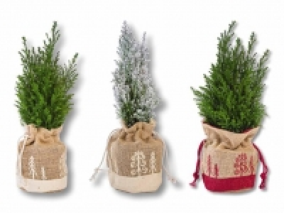 Weihnachtskonifere CHF 2.99