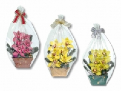 Weihnachts-Orchideen 6er-Gesteck CHF 9.99