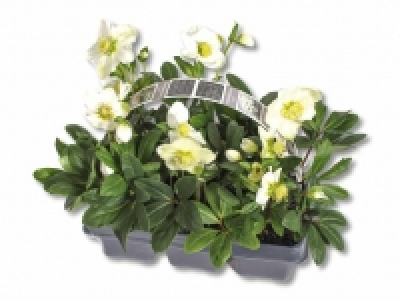 Christrose (Helleborus Niger) CHF 9.99