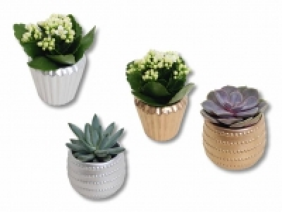 Kalanchoe und Sukkulenten in Keramik CHF 2.49