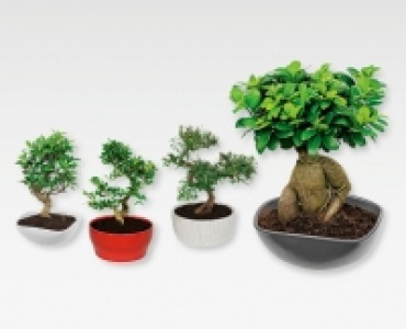 Bonsai in Keramikschale