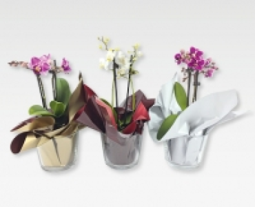 Phalaenopsis Silvester