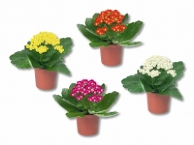 Mini Kalanchoe CHF 1.49