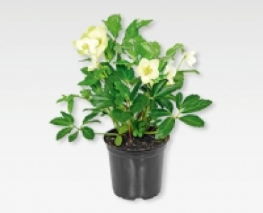 Christrose CHF 3.99